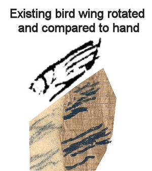 Rotation and comparison of the existing bird wing with the disputed section of the papyrus
